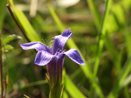 Fringe-flowered Gentian