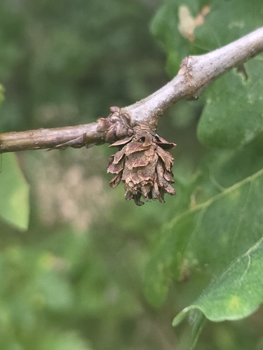 Oak Artichoke Gall Wasp