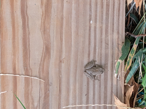 Blanchard's Cricket Frog