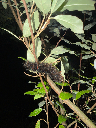 Giant Leopard Moth