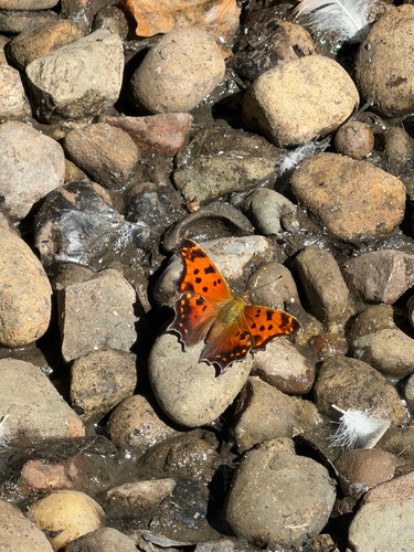Eastern Comma