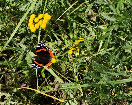 Red Admiral