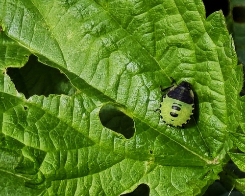 Green Shield Bug