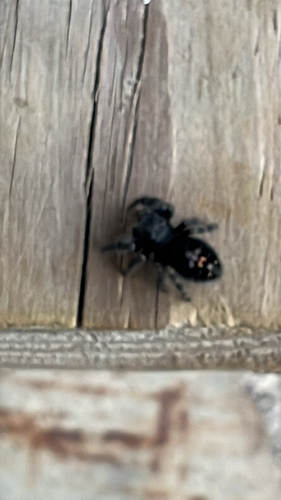 Bold Jumping Spider