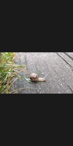 Garden Snail