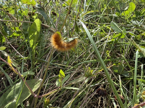 Virginian Tiger Moth