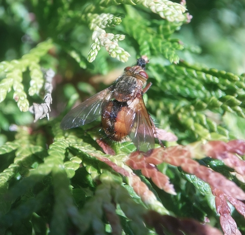 Common Tachinid