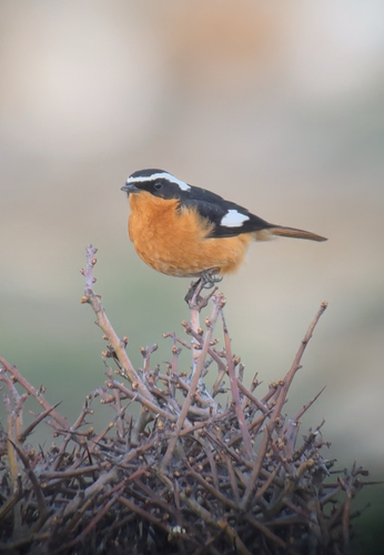 Moussier's Redstart