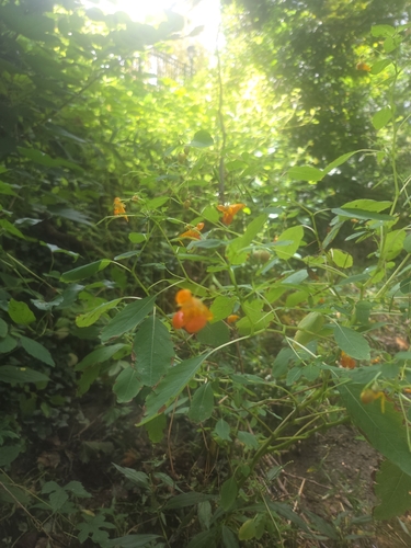 common jewelweed