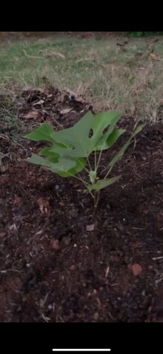 American tuliptree