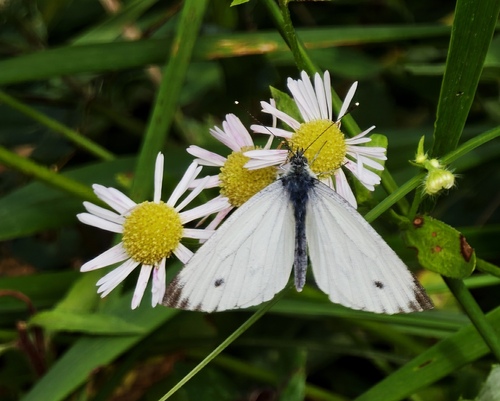 Green-veined White