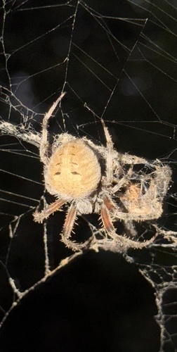 Spotted Orbweaver