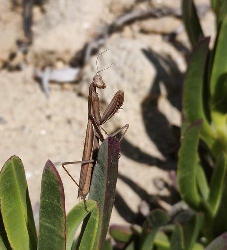 European Mantis