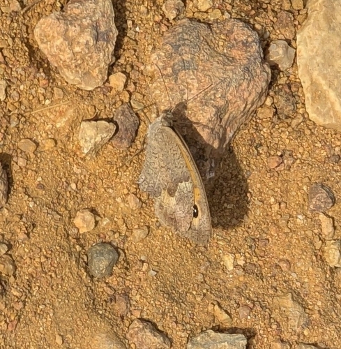 Meadow Brown