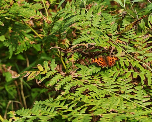 European Comma