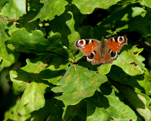 European Peacock Butterfly