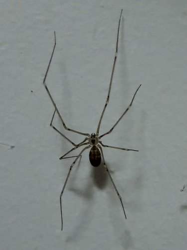 Manuel's Cellar Spider