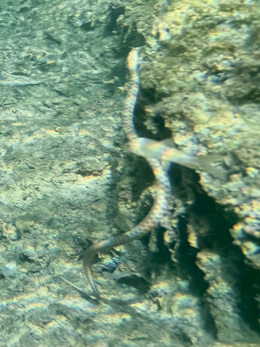 Tessellated Water Snake