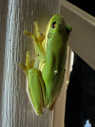 Green Treefrog