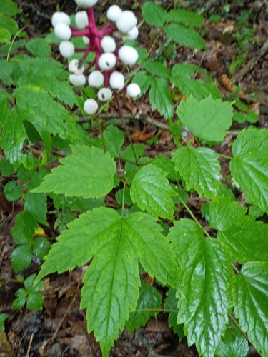 white baneberry