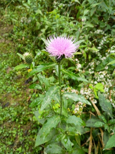 Tall Thistle