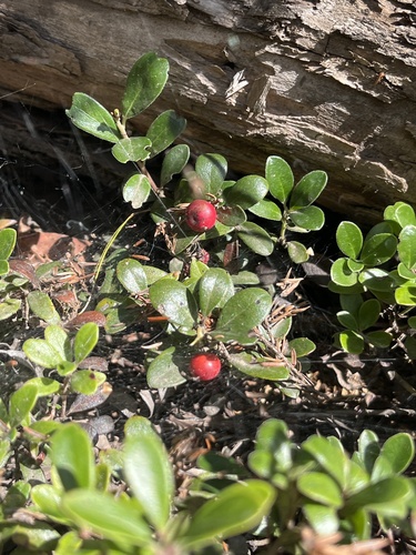 bearberry