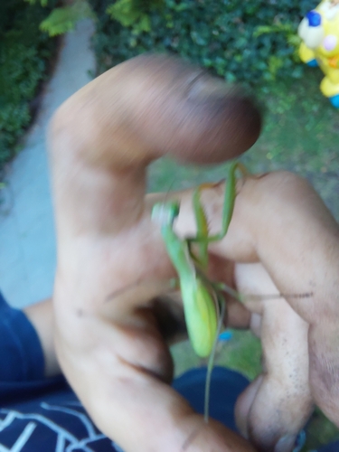 European Mantis