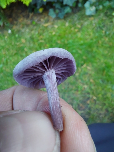 Amethyst Deceiver