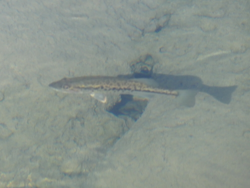 Largemouth Bass