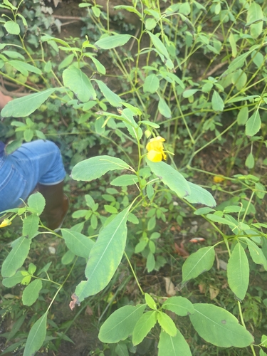 pale jewelweed