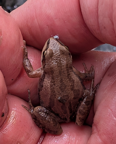 Boreal Chorus Frog
