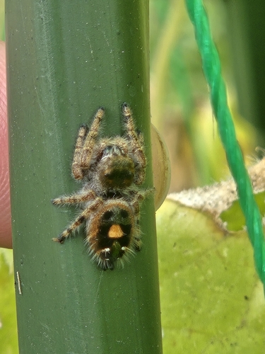 Bold Jumping Spider