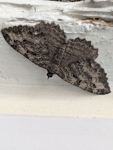 Barberry Geometer Moth
