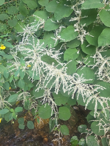 Japanese knotweed
