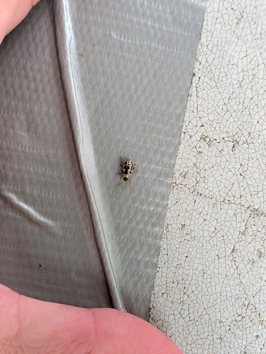 Bean Leaf Beetle