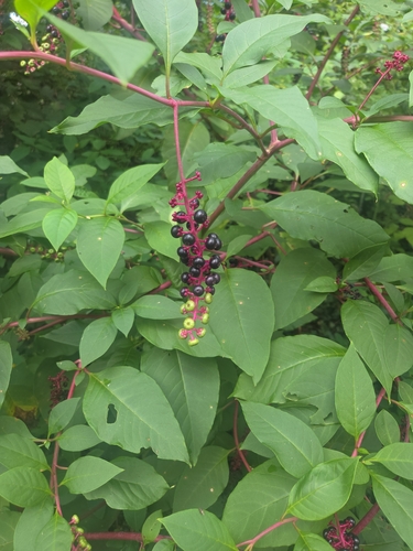 American pokeweed