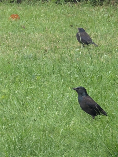 Common Grackle