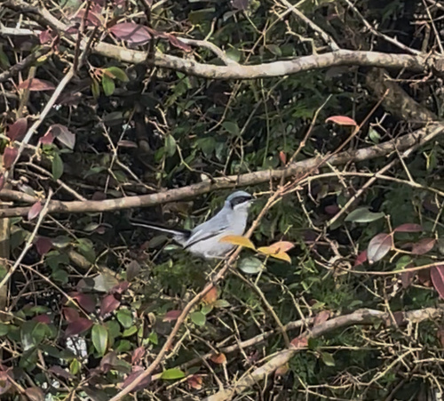 Masked Gnatcatcher