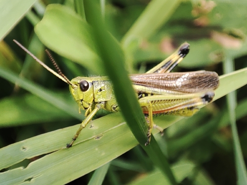 Large Marsh Grasshopper