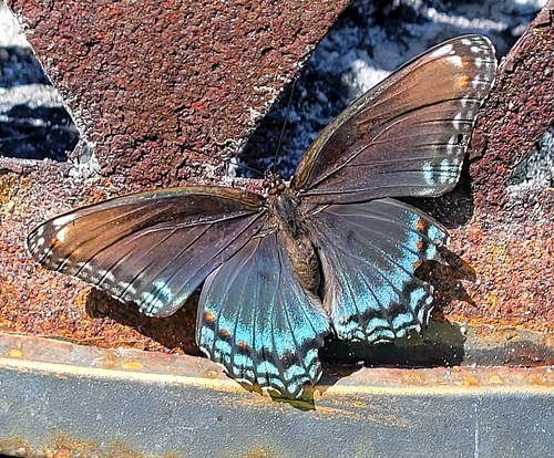 Red-spotted Admiral