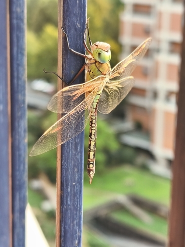 Vagrant Emperor