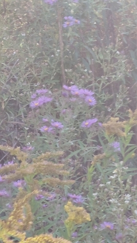New England aster