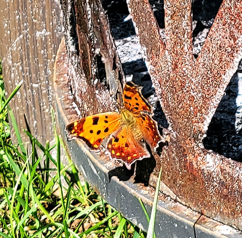 Eastern Comma