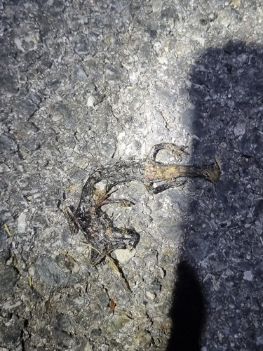 Strinati's Cave Salamander