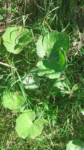colt's-foot
