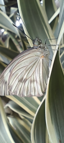 Great Southern White