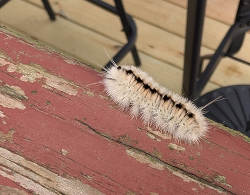 Hickory Tussock Moth