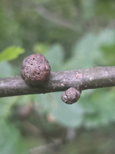 Cola Nut Gall Wasp
