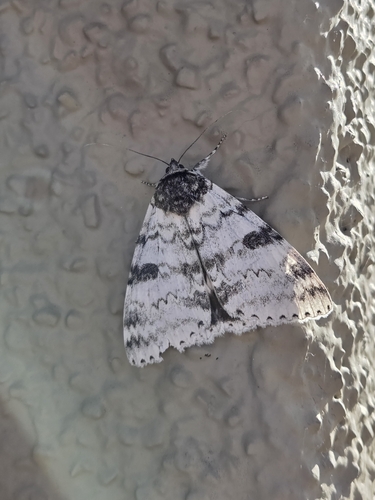 White Underwing