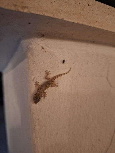 Moorish Gecko